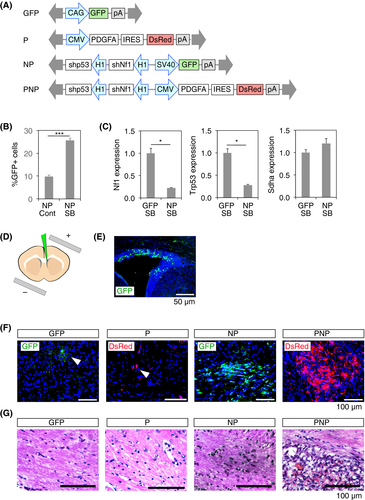 Details are in the caption following the image Details are in the caption following the image