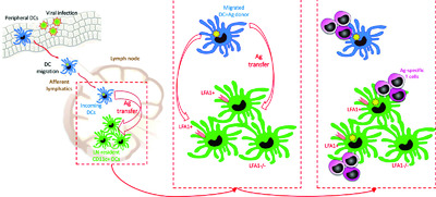 Active dissemination of cellular antigens by DCs facilitates CD8+ T-cell priming in lymph nodes