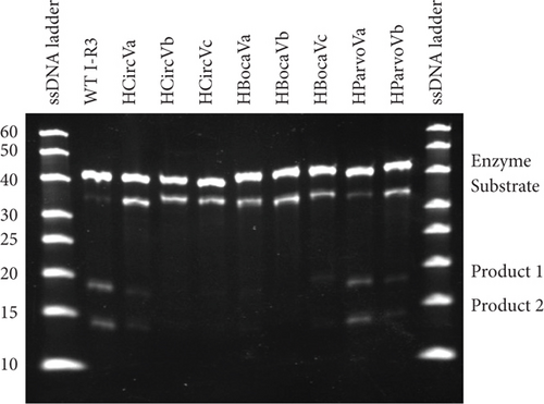 Details are in the caption following the image