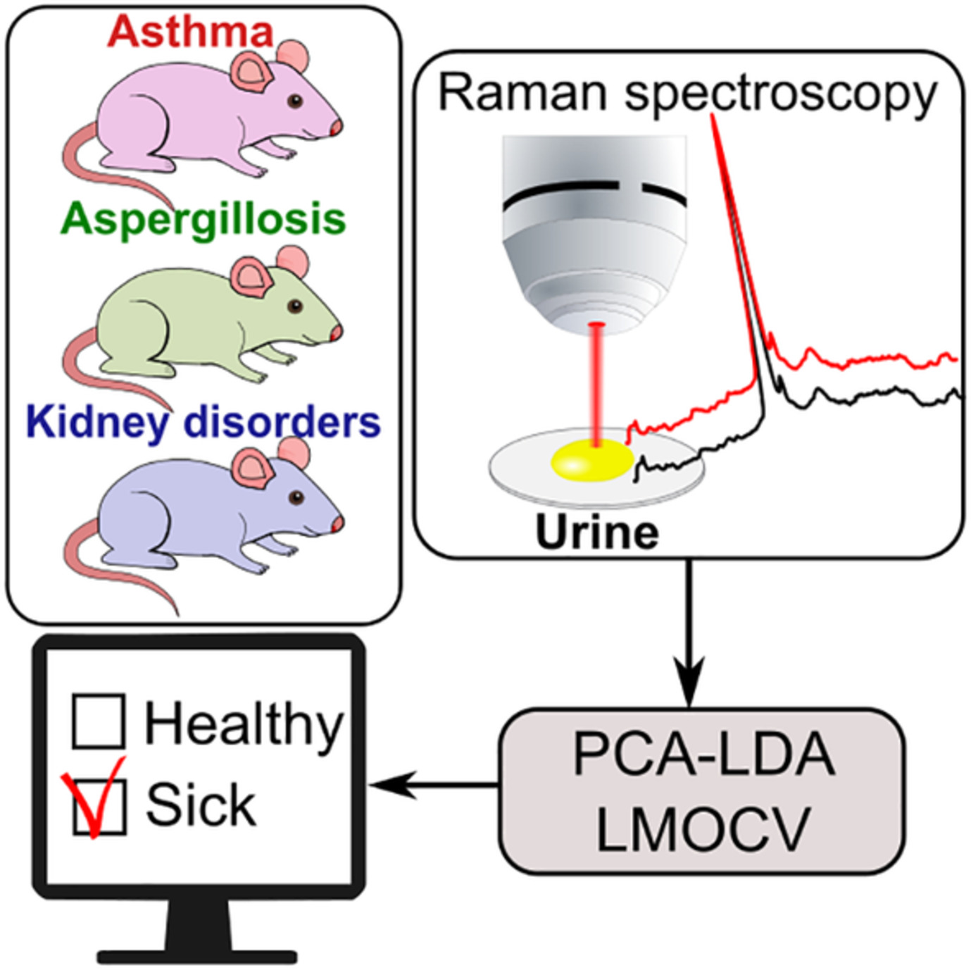 Towards Raman spectroscopy of urine as screening tool