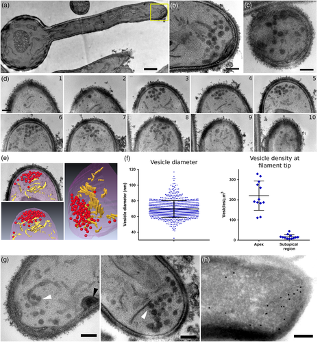 Details are in the caption following the image Details are in the caption following the image