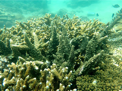 Microstructural characteristics of the stony coral genus Acropora useful to coral reef paleoecology and modern conservation