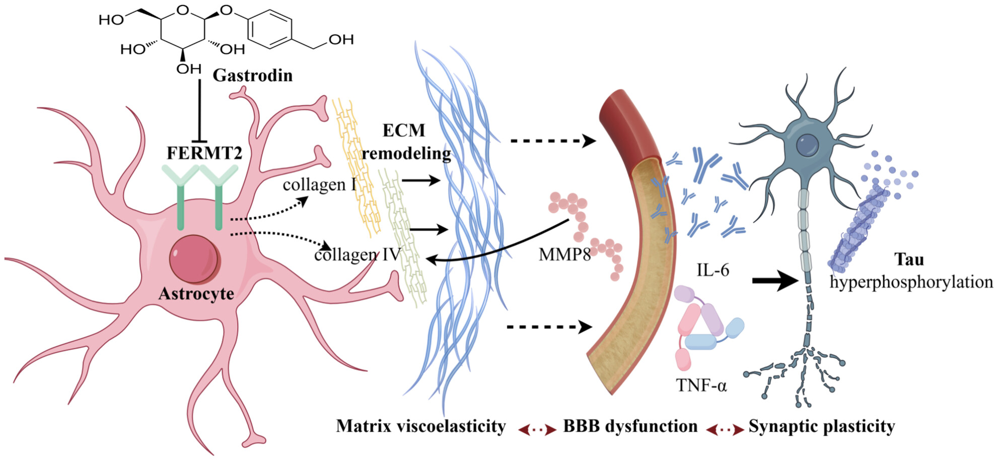 Gastrodin Alleviates Tau Pathology by Targeting the Alzheimer's Risk Gene FERMT2, Reversing the Reduction in Brain Viscoelasticity