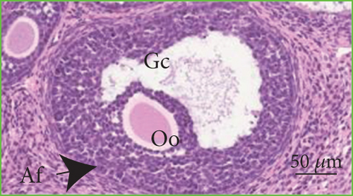 Details are in the caption following the image