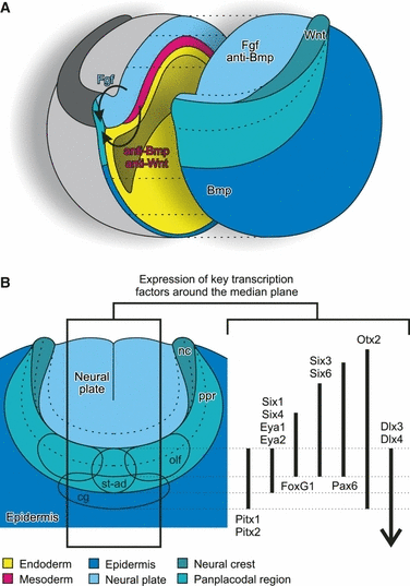 Details are in the caption following the image Details are in the caption following the image
