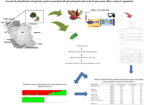 Toward the identification of molecular markers associated with phytochemical traits in the Iranian sumac (Rhus coriaria L.) population