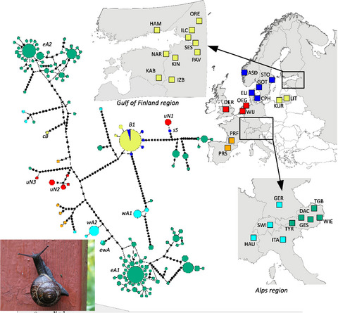 Copse snail Arianta arbustorum (Linnaeus, 1758) (Gastropoda: Helicidae) in the Baltic Sea region: Invasion or range extension? Insights from phylogeographic analysis and climate niche modeling