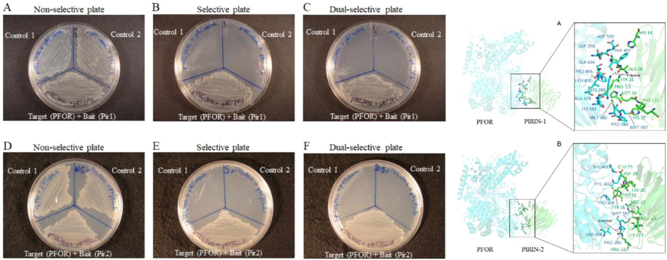 New functions of pirin proteins and a 2-ketoglutarate: Ferredoxin oxidoreductase ortholog in Bacteroides fragilis metabolism and their impact on antimicrobial susceptibility to metronidazole and amixicile