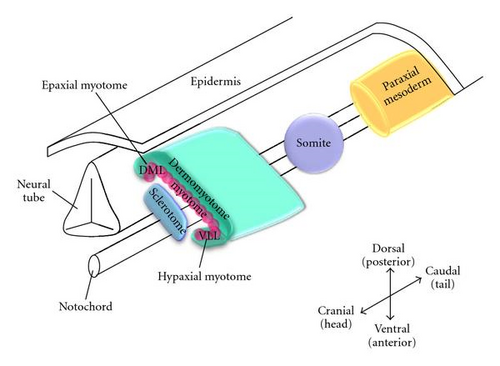 Details are in the caption following the image