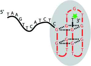 A DNA-Based Machine That Can Cyclically Bind and Release Thrombin