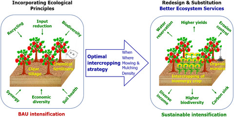 Redesign of dryland apple orchards by intercropping the bioenergy crop canola (Brassica napus L.): Achieving sustainable intensification