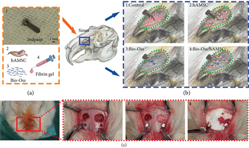 Details are in the caption following the image Details are in the caption following the image