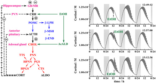 The HPA axis and ethanol: a synthesis of mathematical modelling and experimental observations