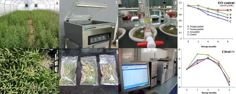 Packaging methods and storage duration affect essential oil content and composition of lemon verbena (Lippia citriodora Kunth.)