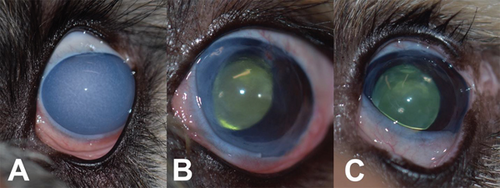 Details are in the caption following the image Details are in the caption following the image