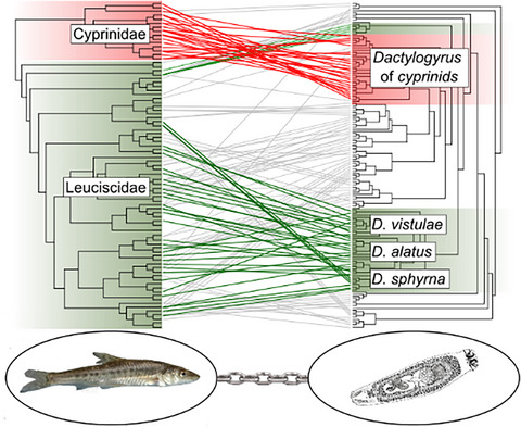Cophylogenetic relationships between Dactylogyrus (Monogenea) ectoparasites and endemic cyprinoids of the north-eastern European peri-Mediterranean region