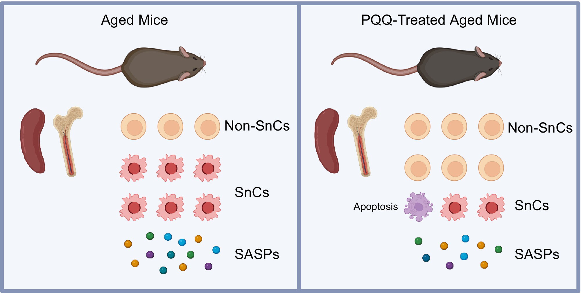 Pyrroloquinoline Quinone Reprograms the Single-Cell Landscape of Immune Aging in Hematopoietic Immune System
