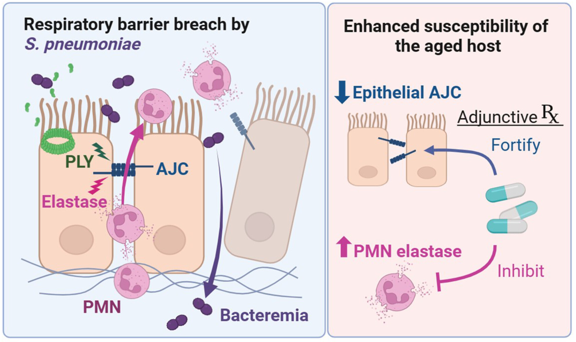 Weakened Airway Epithelial Junctions and Enhanced Neutrophil Elastase Release Contribute to Age-Dependent Bacteremia Risk Following Pneumococcal Pneumonia