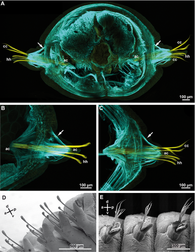 Details are in the caption following the image Details are in the caption following the image