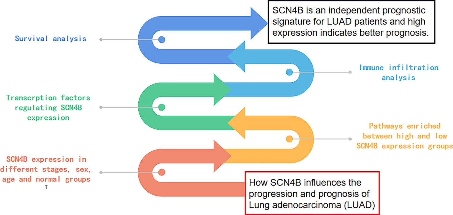 SCN4B inhibits the progression of lung adenocarcinoma and is associated with better prognosis
