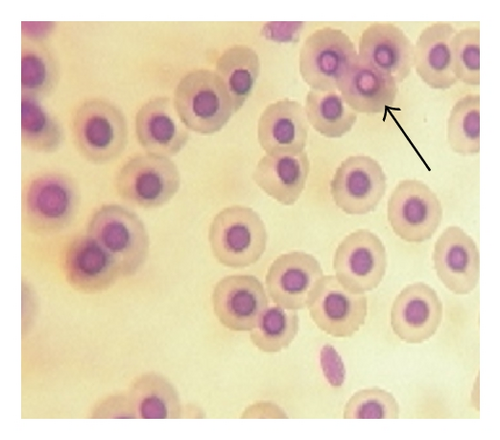 Details are in the caption following the image