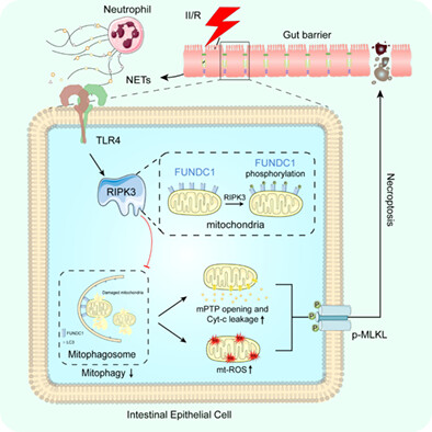 Neutrophil extracellular traps aggravate intestinal epithelial necroptosis in ischaemia–reperfusion by regulating TLR4/RIPK3/FUNDC1-required mitophagy