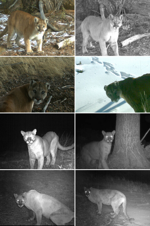 A novel camera trapping method for individually identifying pumas by facial features