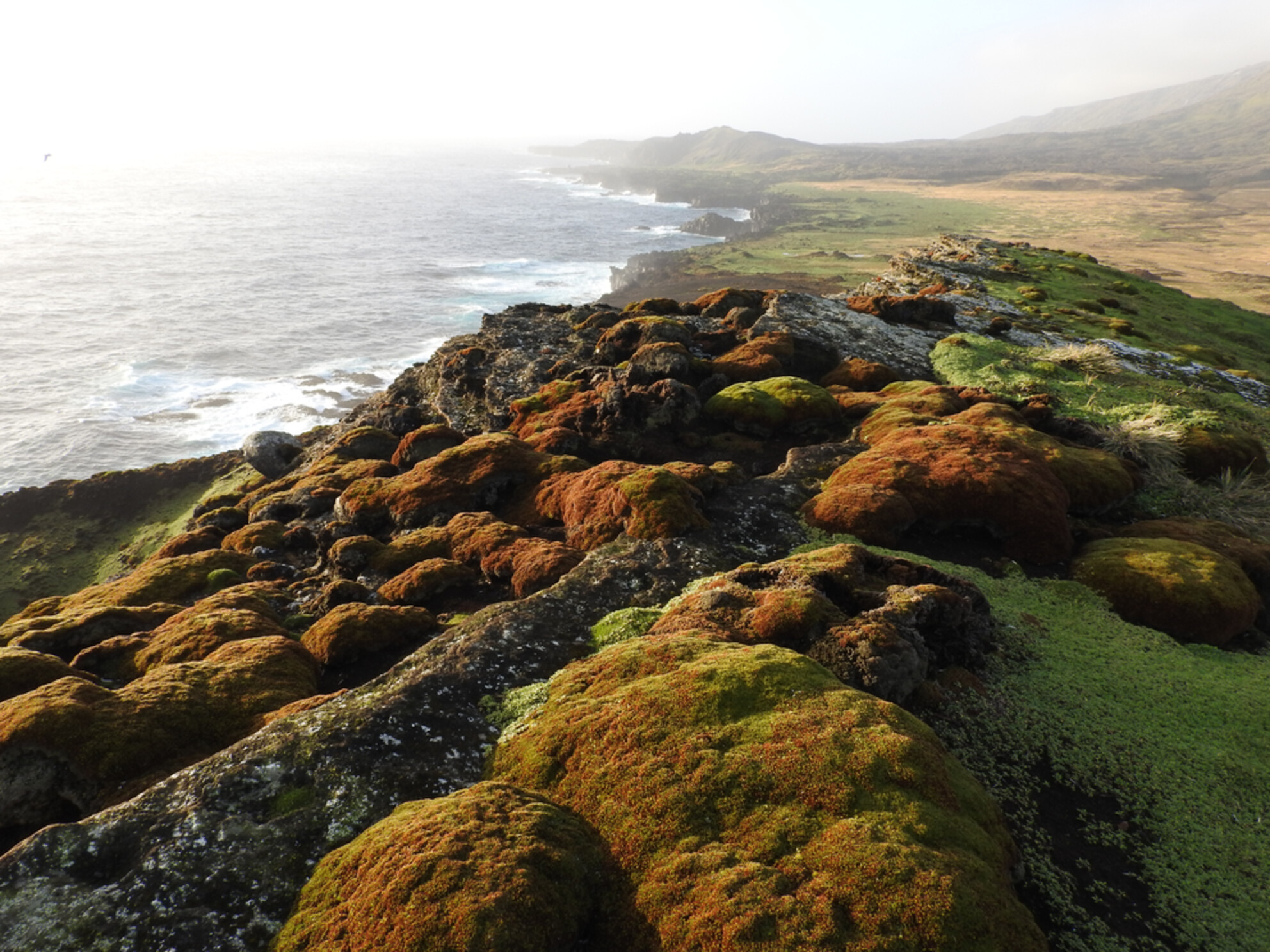 Can vegetation be discretely classified in species-poor environments? Testing plant community concepts for vegetation monitoring on sub-Antarctic Marion Island