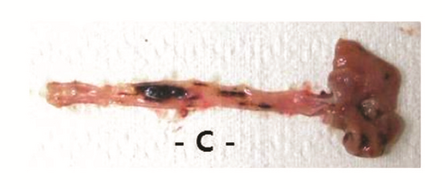 Details are in the caption following the image Details are in the caption following the image