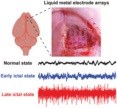 Printed Stretchable Liquid Metal Electrode Arrays for In Vivo Neural Recording