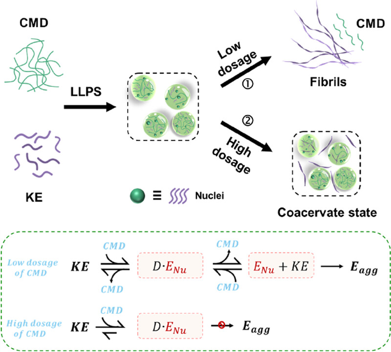An artificial chaperone serves a dual role in regulating the assembly of peptides through phase separation Issue 2, 2024