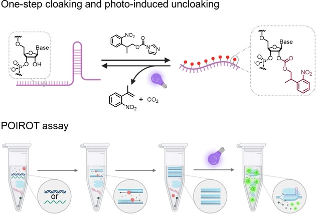Universal crRNA Acylation Strategy for Robust Photo-Initiated One-Pot CRISPR–Cas12a Nucleic Acid Diagnostics
