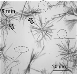 Insight into Crystallization Mechanisms of Polymorphic Hydrate Systems