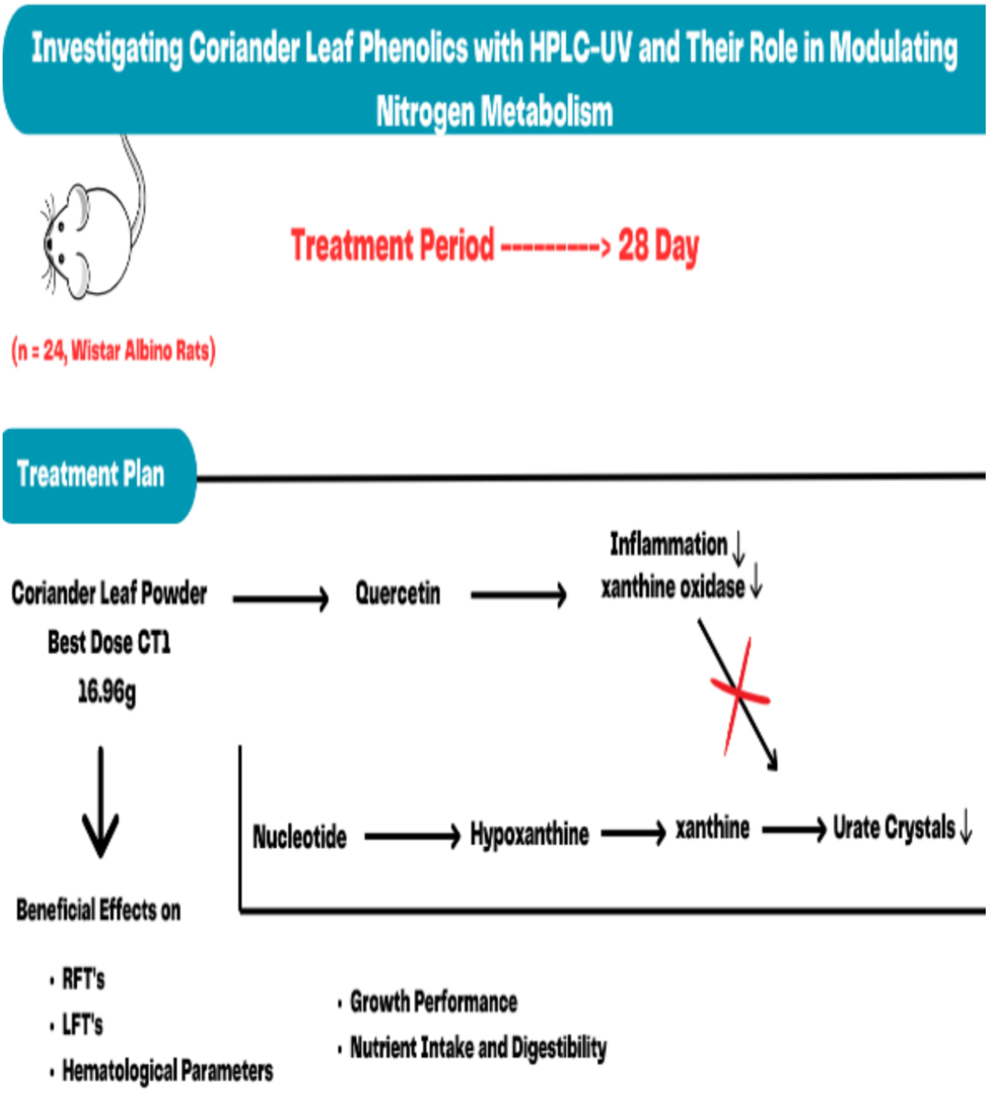 Investigating Coriander Leaf Phenolics With HPLC-UV and Their Role in Modulating Nitrogen Metabolism