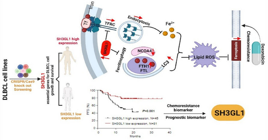 SH3GL1-activated FTH1 inhibits ferroptosis and confers doxorubicin resistance in diffuse large B-cell lymphoma
