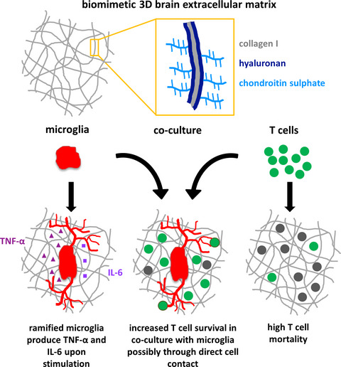 Construction of a 3D brain extracellular matrix model to study the interaction between microglia and T cells in co-culture