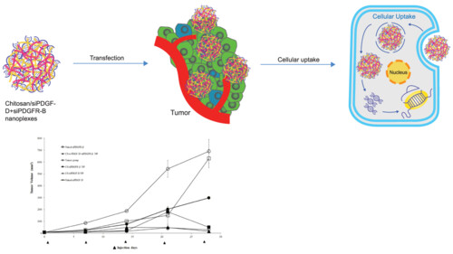 Combination therapy with chitosan/siRNA nanoplexes targeting PDGF-D and PDGFR-β reveals anticancer effect in breast cancer