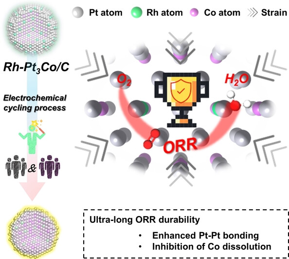 Strategies for Achieving Ultra-Long ORR Durability—Rh Activates Interatomic Interactions in Alloys
