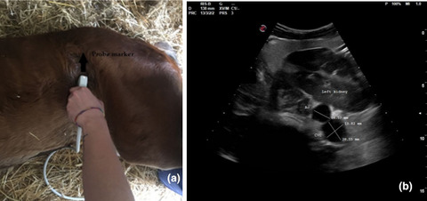 Transabdominal ultrasonographic measurement of caudal vena cava to aorta derived ratios in clinically healthy neonatal foals