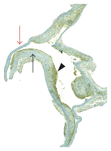 Details are in the caption following the image Details are in the caption following the image
