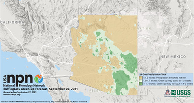 The USA National Phenology Network's Buffelgrass Green-up Forecast map products Issue 4, 2021