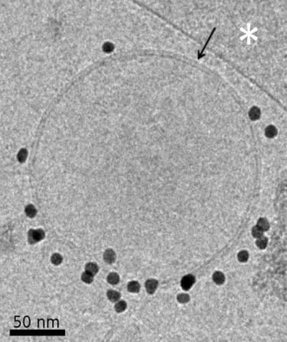 Details are in the caption following the image