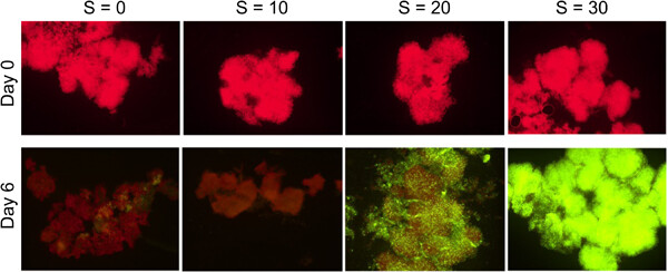 Morphological and physiological impacts of salinity on colonial strains of the cyanobacteria Microcystis aeruginosa