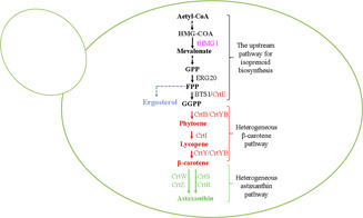 Biotechnological Production of Astaxanthin through Metabolic Engineering of Yeasts
