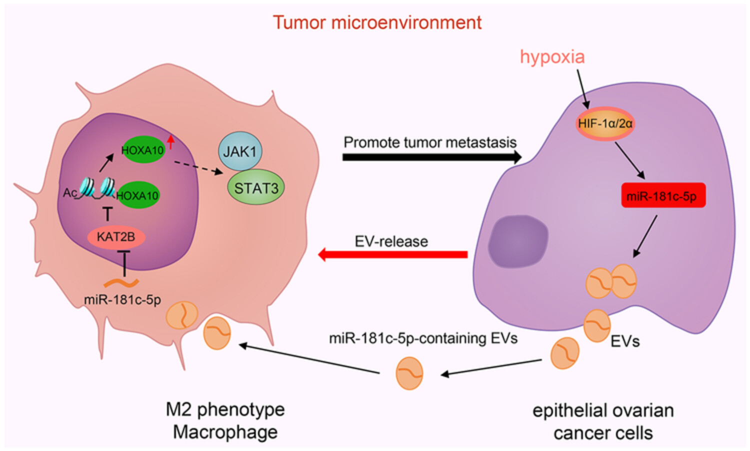 Extracellular vesicle-packaged miR-181c-5p from epithelial ovarian cancer cells promotes M2 polarization of tumor-associated macrophages via the KAT2B/HOXA10 axis