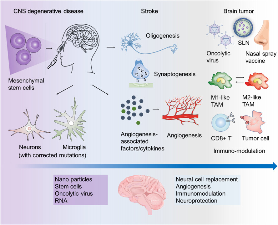 Chances and challenges in intranasal administration delivery for brain disease treatment Issue 6, 2023