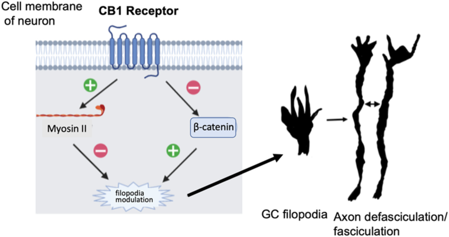 Cannabinoid Receptor Type 1 regulates growth cone filopodia and axon dispersion in the optic tract of Xenopus laevis tadpoles