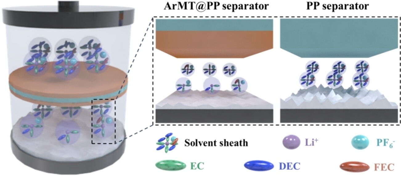 A Lithiophilic Donor–Acceptor Polymer Modified Separator for High-Performance Lithium Metal Batteries