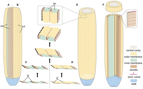 Details are in the caption following the image