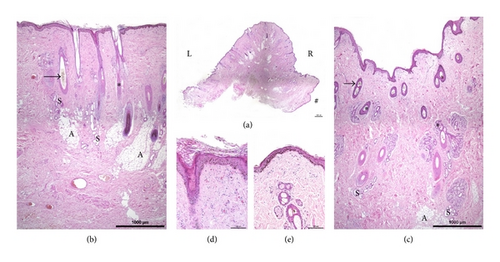 Details are in the caption following the image Details are in the caption following the image